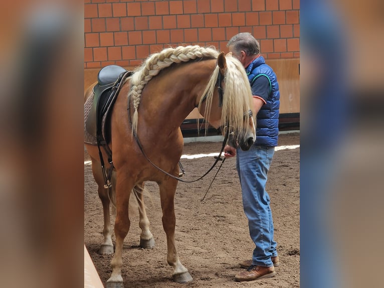 Haflinger Hongre 6 Ans 150 cm Alezan in Marktschellenberg