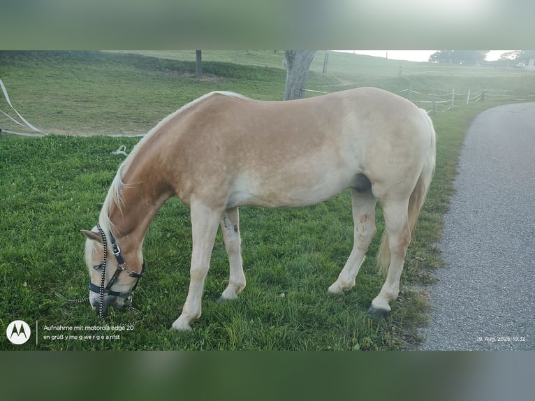Haflinger Hongre 6 Ans 150 cm Alezan in Feldkirchen an der Donau