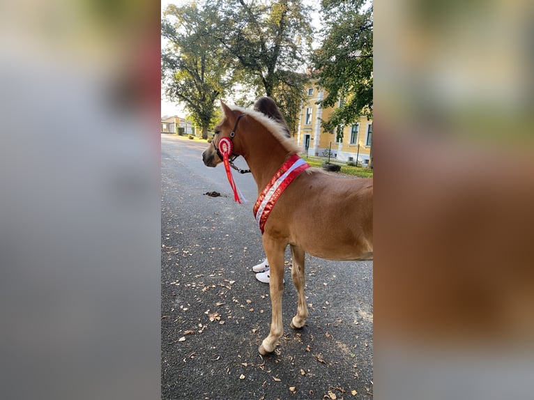 Haflinger Hongre 6 Ans 150 cm Alezan in St. Pölten
