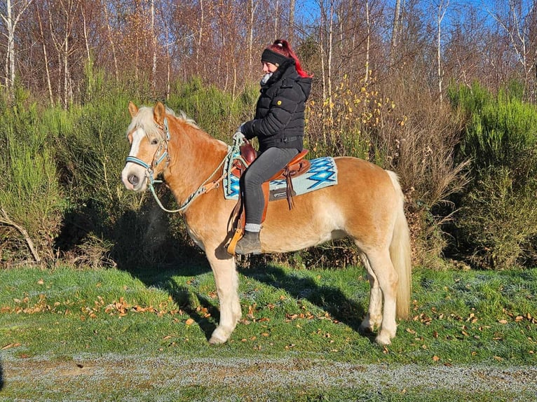 Haflinger Hongre 6 Ans 150 cm Alezan in Linkenbach