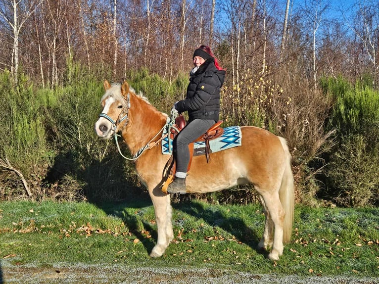 Haflinger Hongre 6 Ans 150 cm Alezan in Linkenbach