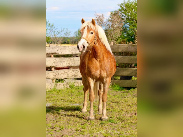 Haflinger Hongre 6 Ans 150 cm Bai clair in Brandis