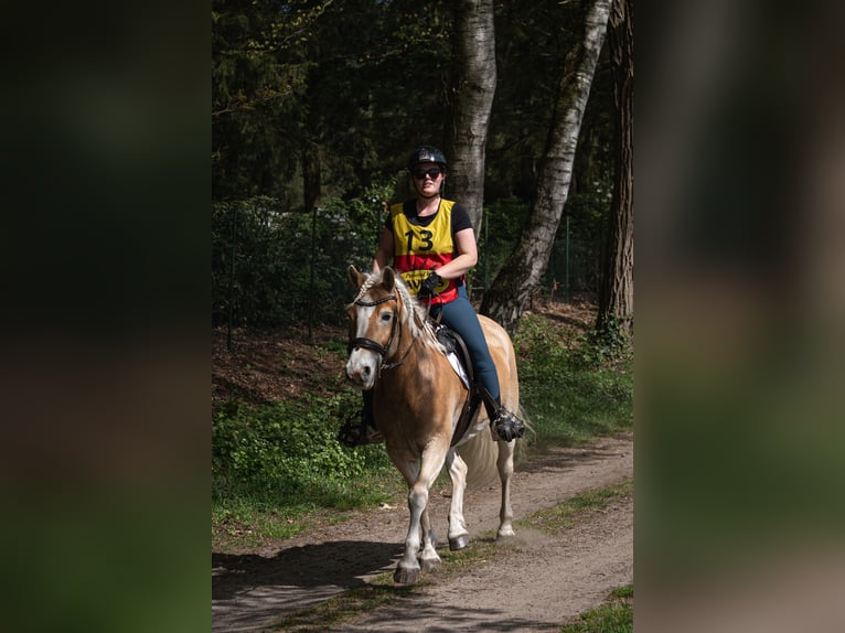 Haflinger Hongre 6 Ans 150 cm Palomino in Nieuwolda