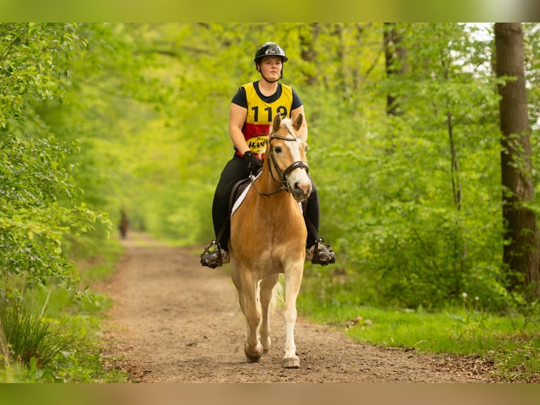 Haflinger Hongre 6 Ans 150 cm Palomino in Nieuwolda