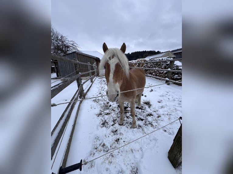 Haflinger Hongre 6 Ans 151 cm Alezan in Bad Leonfelden