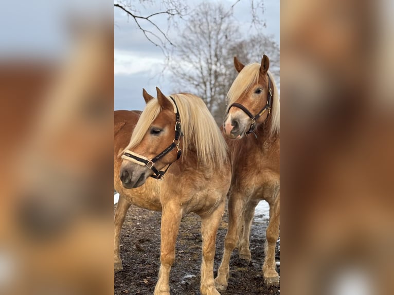 Haflinger Hongre 6 Ans 153 cm Alezan in Embach