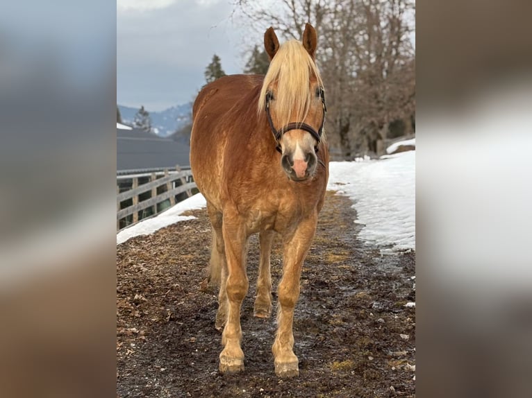 Haflinger Hongre 6 Ans 153 cm Alezan in Embach
