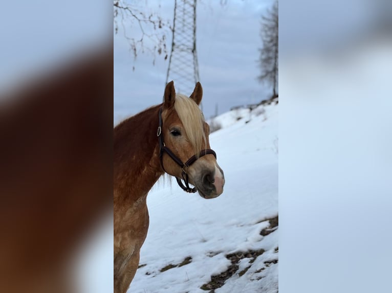 Haflinger Hongre 6 Ans 153 cm Alezan in Embach