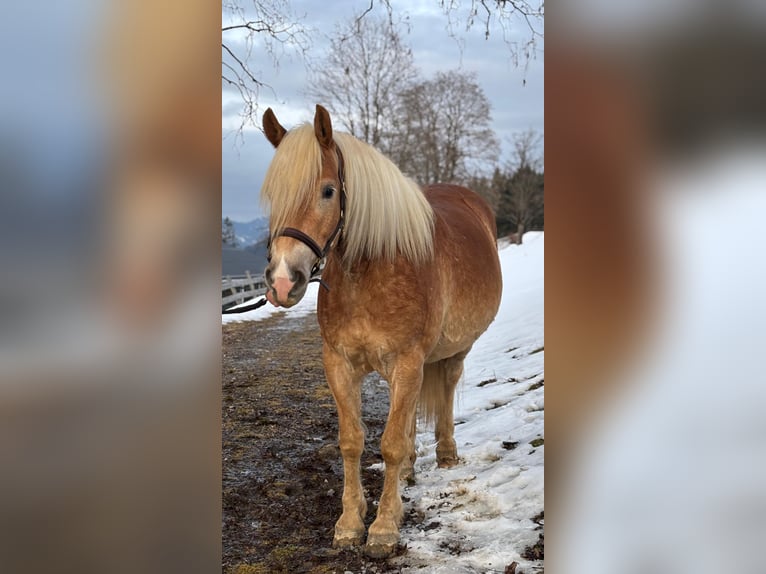 Haflinger Hongre 6 Ans 153 cm Alezan in Embach