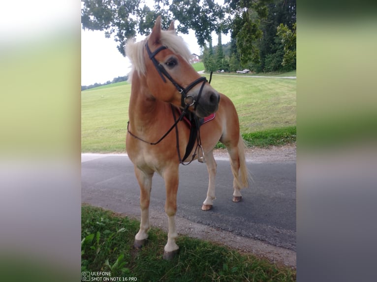 Haflinger Hongre 6 Ans 153 cm Alezan in Mattsee