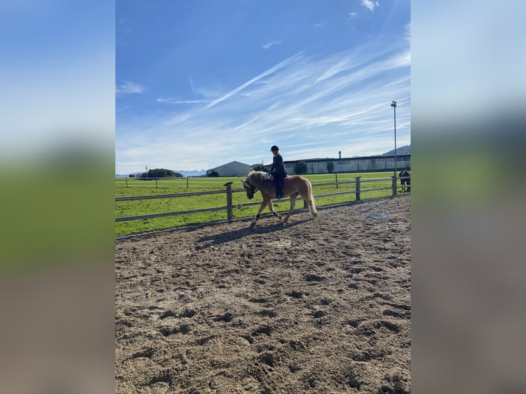 Haflinger Hongre 6 Ans 153 cm Alezan in Mattsee