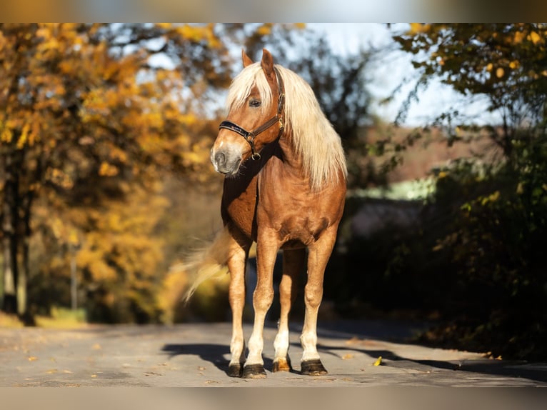 Haflinger Croisé Hongre 6 Ans 155 cm Alezan in Windhagen