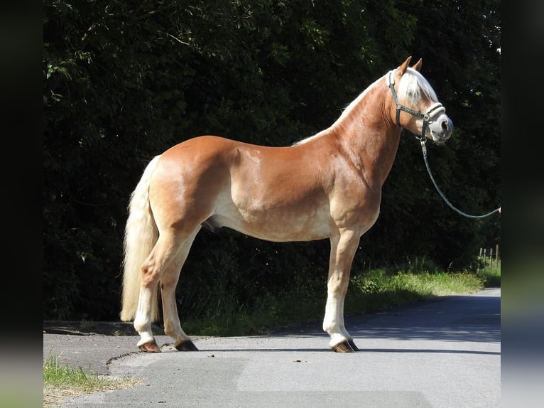 Haflinger Hongre 6 Ans 155 cm Alezan in Verl