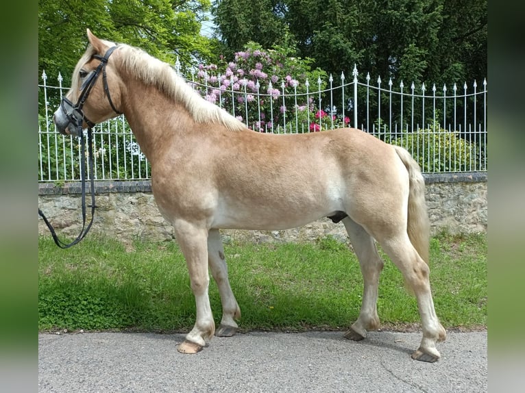 Haflinger Hongre 6 Ans 156 cm Palomino in Naundorf
