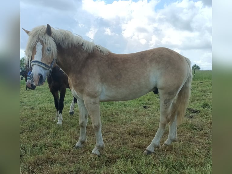 Haflinger Hongre 6 Ans 156 cm Palomino in Naundorf