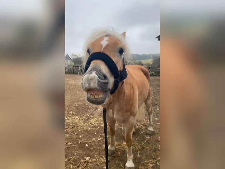 Haflinger Hongre 6 Ans 158 cm Alezan in Großtaxen