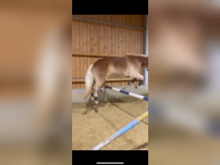 Haflinger Hongre 6 Ans 158 cm Alezan in Großtaxen