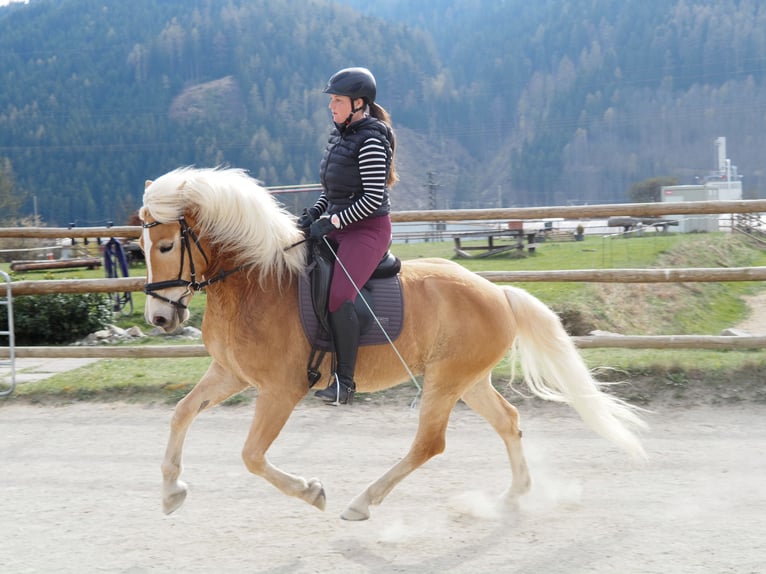Haflinger Hongre 6 Ans 159 cm Alezan in Bad St. Leonhard