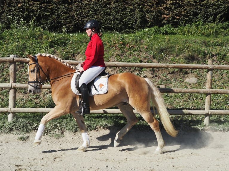 Haflinger Hongre 6 Ans 159 cm Alezan in Bad St. Leonhard