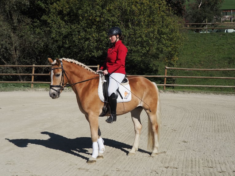 Haflinger Hongre 6 Ans 159 cm Alezan in Bad St. Leonhard