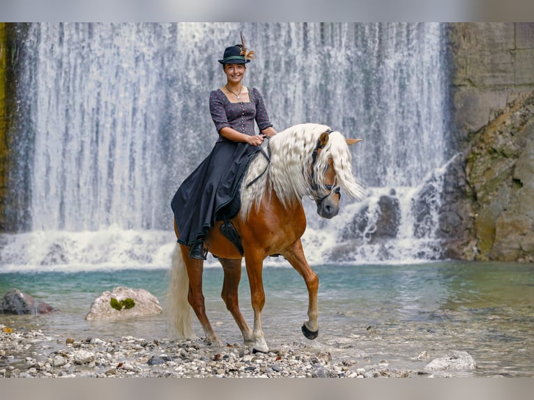 Haflinger Hongre 6 Ans in Roßhaupten