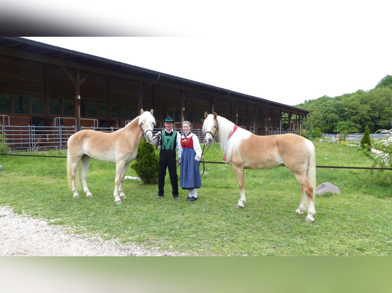 Haflinger Hongre 6 Ans in Nauders