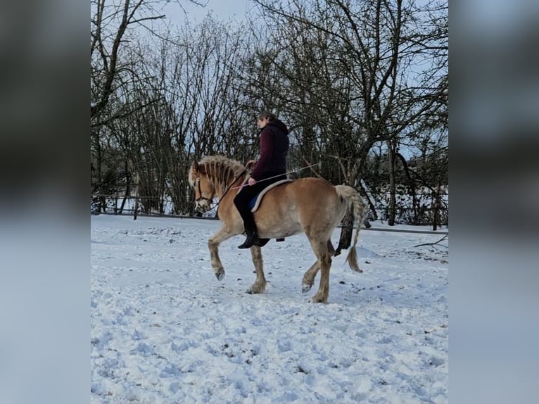 Haflinger Hongre 7 Ans 143 cm Alezan cuivré in Westerstede