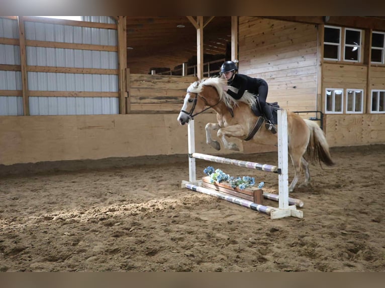 Haflinger Hongre 7 Ans 145 cm Palomino in Howell, MI