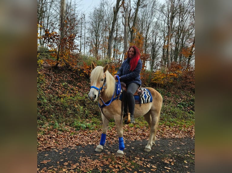 Haflinger Hongre 7 Ans 146 cm Alezan in Linkenbach