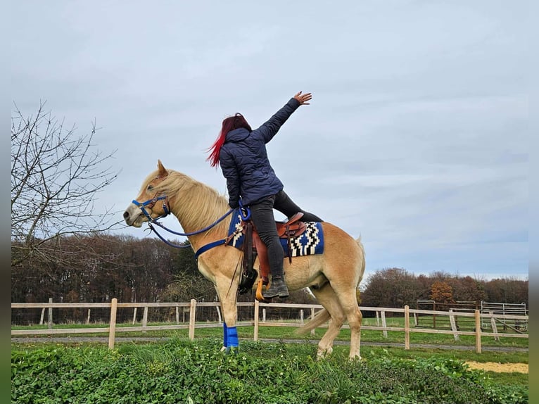 Haflinger Hongre 7 Ans 146 cm Alezan in Linkenbach