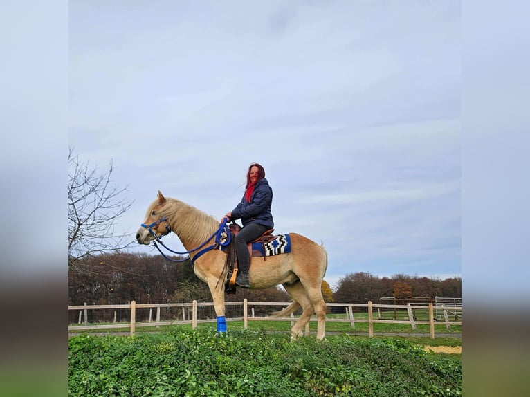 Haflinger Hongre 7 Ans 146 cm Alezan in Linkenbach