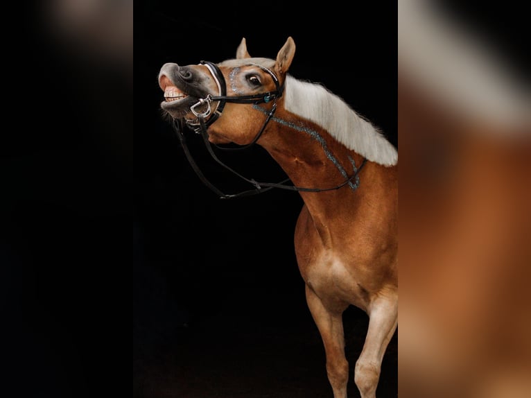 Haflinger Hongre 7 Ans 148 cm Alezan in Elsoff