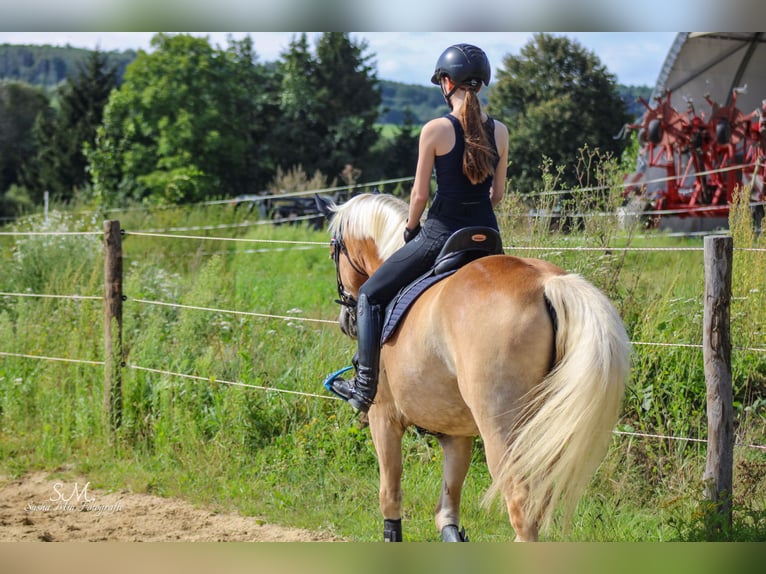 Haflinger Hongre 7 Ans 148 cm Alezan in Elsoff