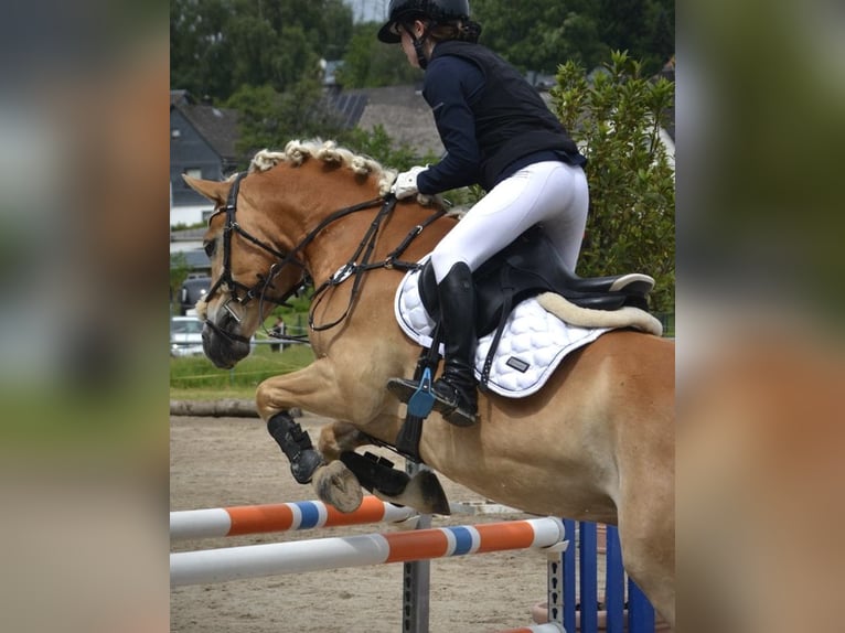 Haflinger Hongre 7 Ans 150 cm Alezan in Mengerskirchen
