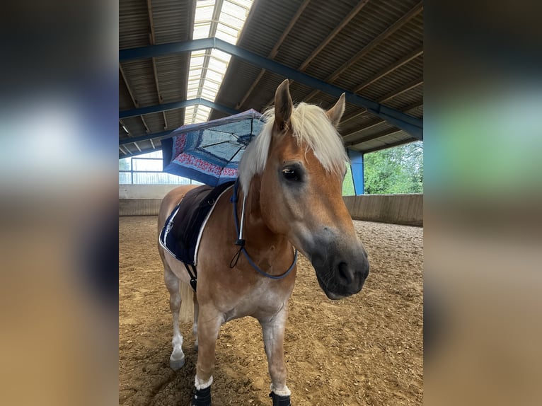 Haflinger Hongre 7 Ans 150 cm Alezan in Mengerskirchen