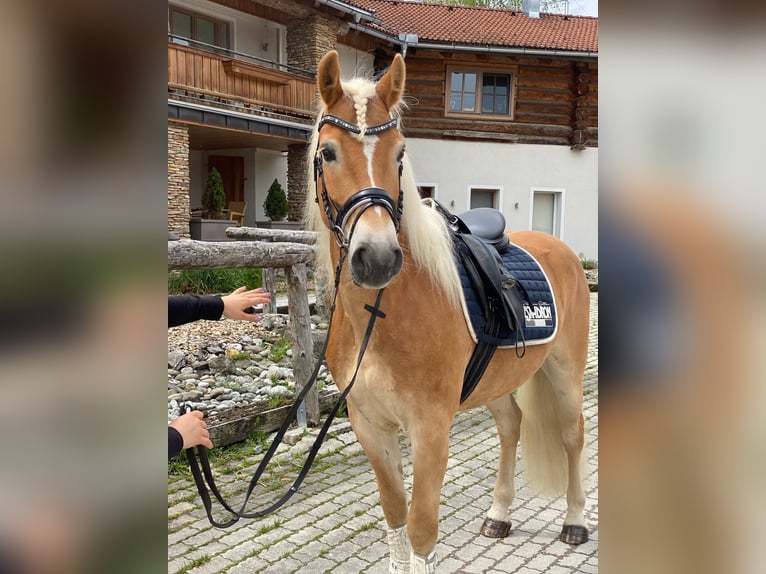 Haflinger Hongre 7 Ans 150 cm Alezan in Kaprun