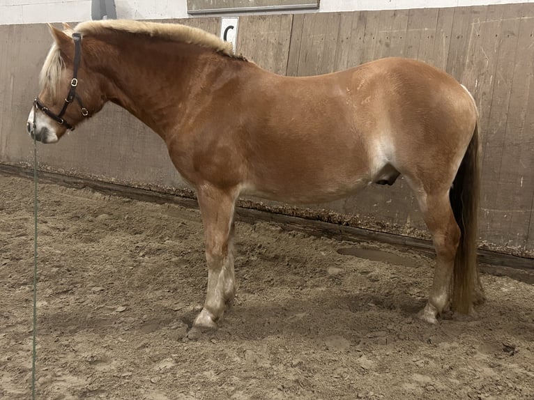 Haflinger Hongre 7 Ans 152 cm Alezan in Buchholz in der Nordheide