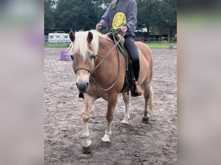 Haflinger Hongre 7 Ans 153 cm Alezan in Vierhöfen