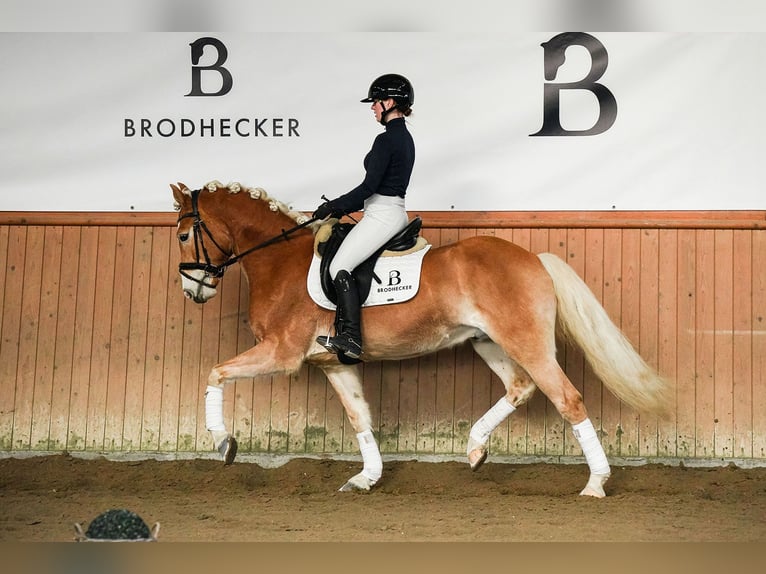 Haflinger Hongre 7 Ans 155 cm Alezan in Riedstadt