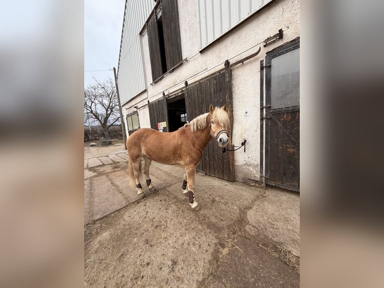 Haflinger Hongre 7 Ans 155 cm  in Seebergen
