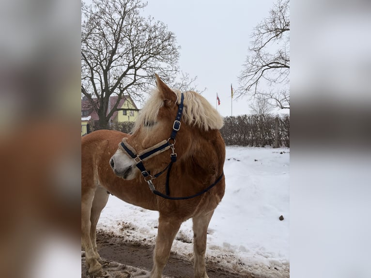 Haflinger Hongre 7 Ans 155 cm  in Seebergen