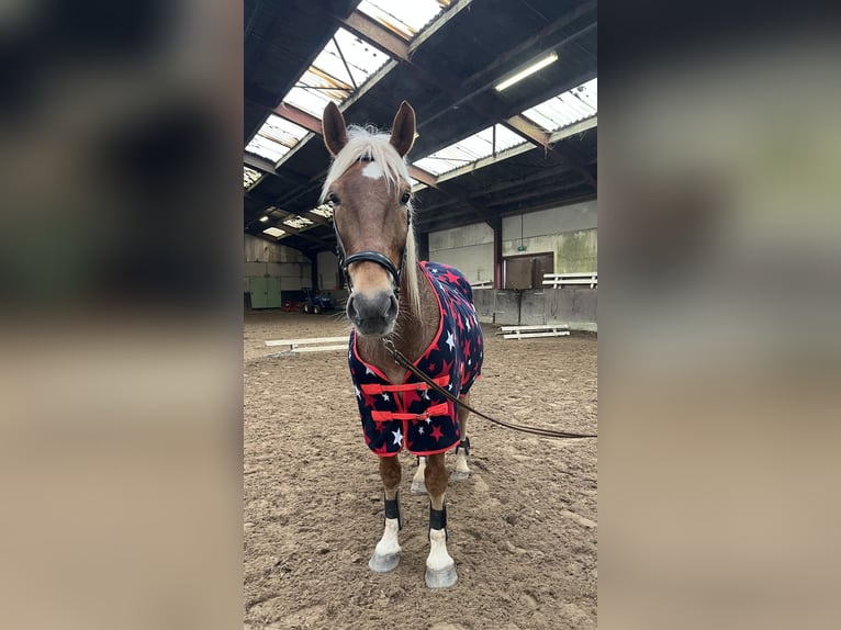 Haflinger Croisé Hongre 7 Ans 160 cm in Breda
