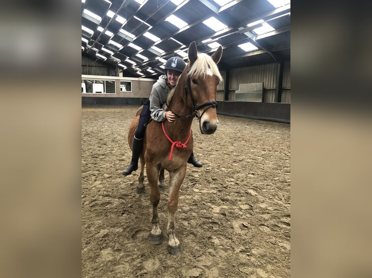 Haflinger Croisé Hongre 7 Ans 160 cm in Breda