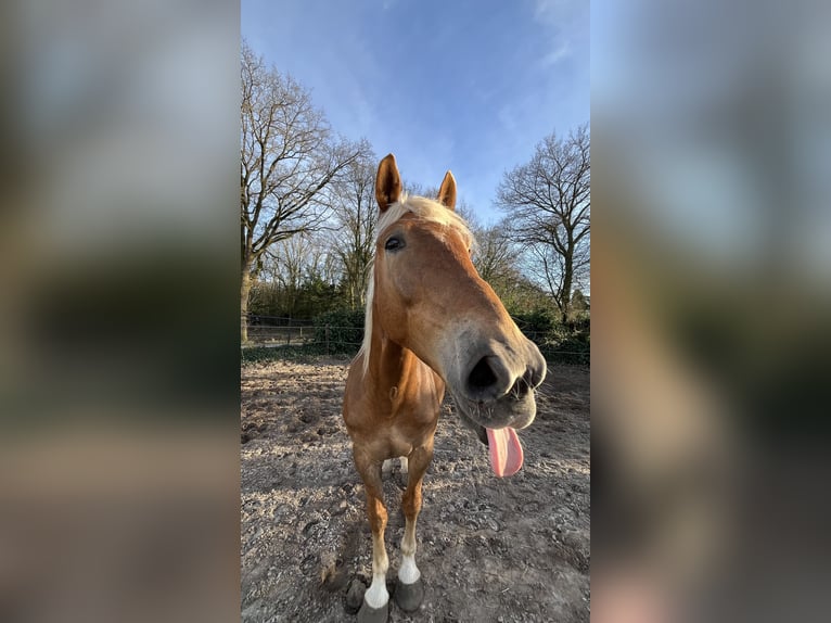 Haflinger Croisé Hongre 7 Ans 160 cm in Breda