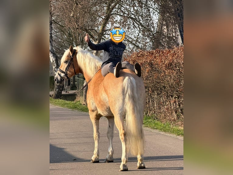 Haflinger Hongre 7 Ans 161 cm Palomino in Someren