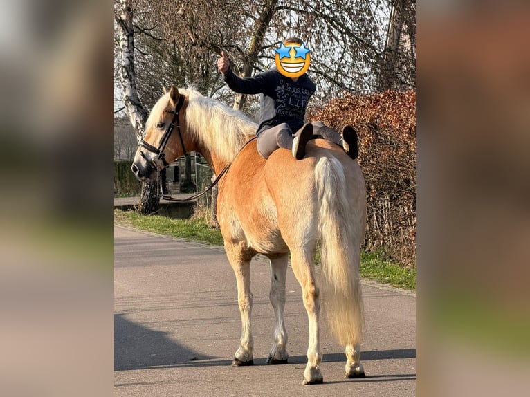 Haflinger Hongre 7 Ans 161 cm Palomino in Someren