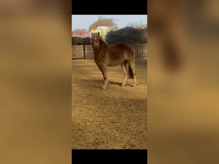 Haflinger Hongre 7 Ans 162 cm Palomino in Dobersberg