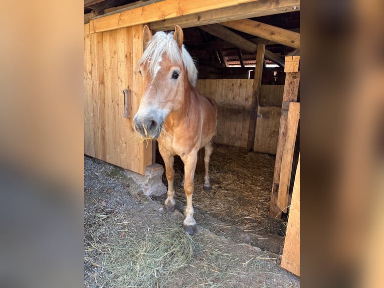 Haflinger Hongre 7 Ans 162 cm Palomino in Dobersberg