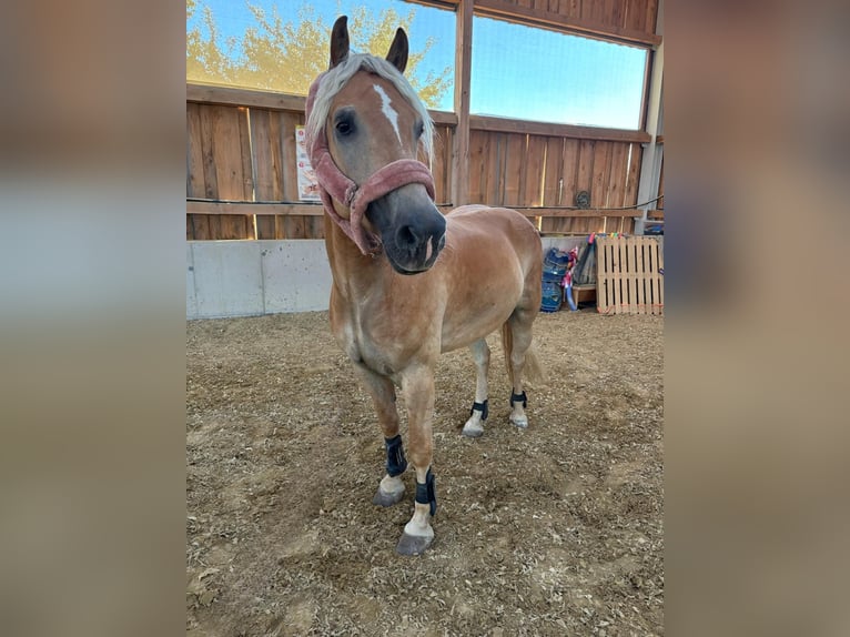 Haflinger Hongre 7 Ans 162 cm Palomino in Dobersberg