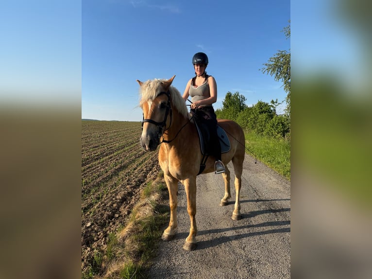 Haflinger Hongre 7 Ans 162 cm Palomino in Dobersberg